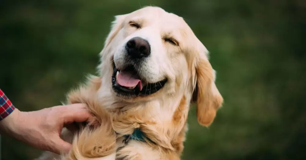 ban-rat-thich-nuoi-cho-vi-chung-dang-yeu-nhung-con-co-ly-do-khac-nua-ma-ban-co-the-chua-biet-10